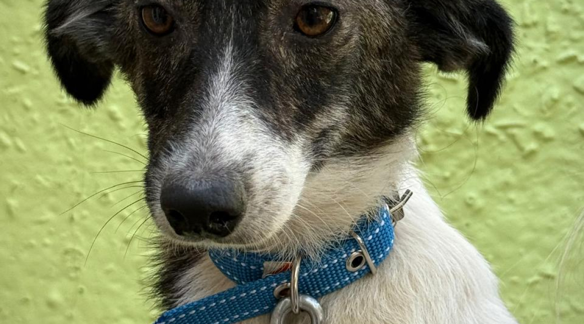 Chiens à adopter
